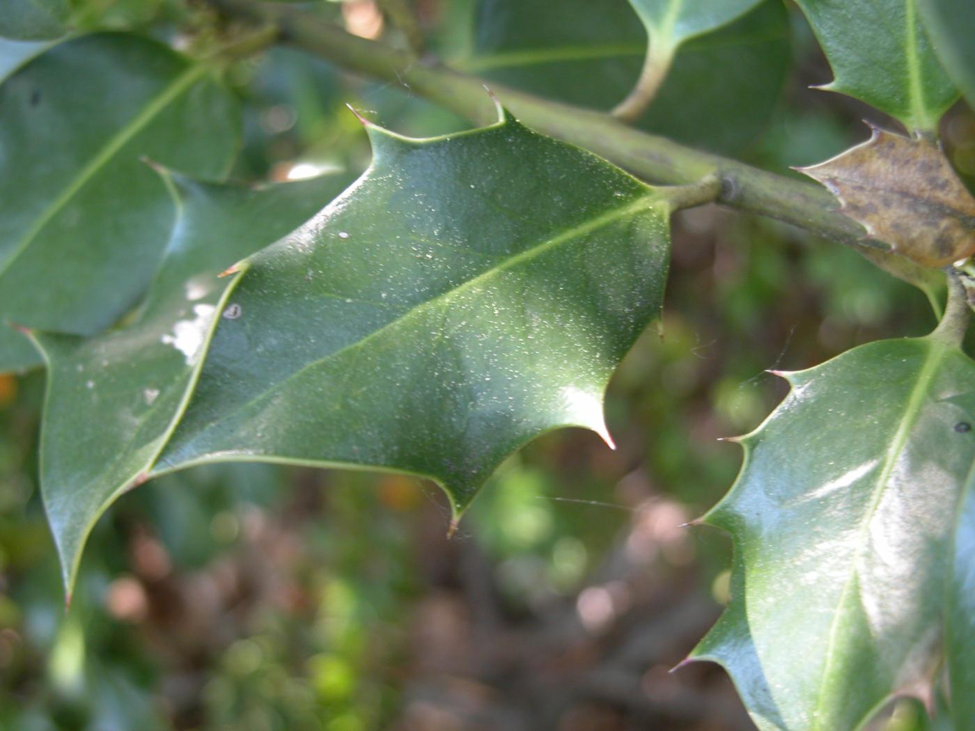 Holly leaf